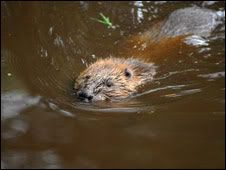 beaverswimming226.jpg
