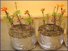 growingplants.jpg