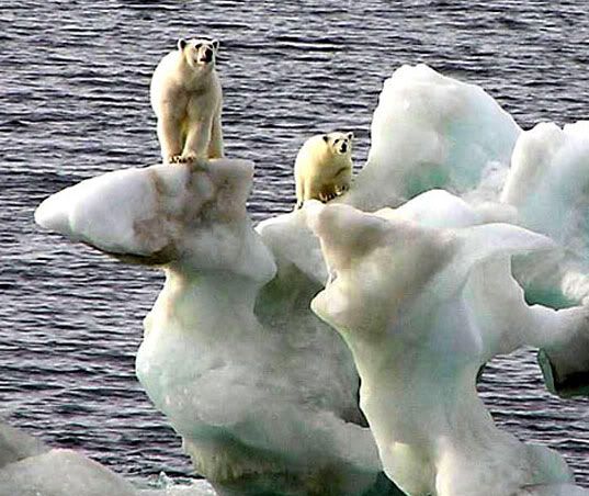 polarbearsinking.jpg