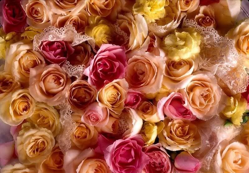 rosas.jpg Rosas image by abretelibro