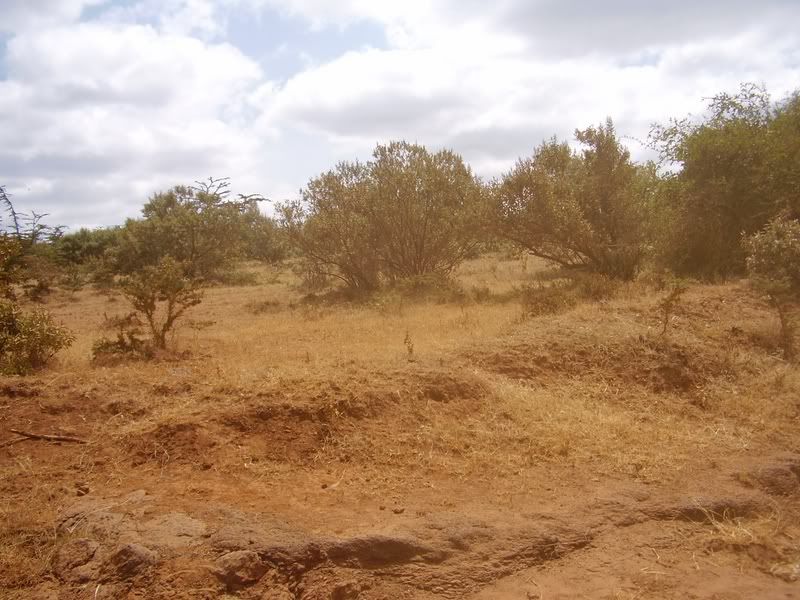 kenya drought photo: Dry landscape (there's a drought here at the moment) Drylandscape.jpg