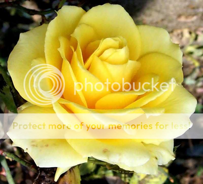 great-yellow-rose-closeup-644.jpg