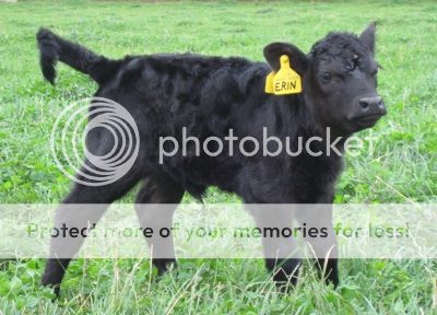 https://i102.photobucket.com/albums/m109/eekuck/Calf1.jpg
