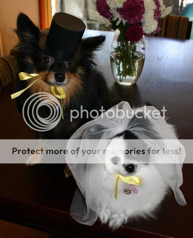https://i102.photobucket.com/albums/m109/eekuck/WeddingPP-edited.jpg