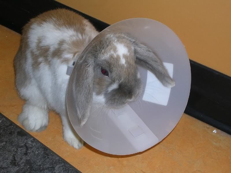 coneheadfluffy.jpg conehead fluffy picture by rabbitsmba