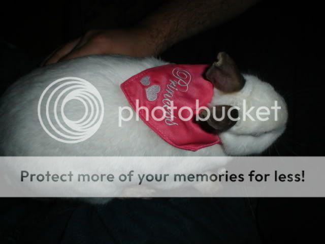 princessbinks.jpg picture by rabbitsmba