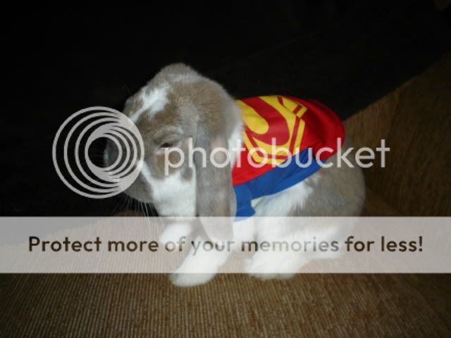 superfluffy.jpg picture by rabbitsmba