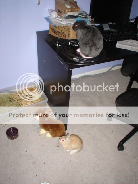 DSC01575.jpg picture by rabbitsmba