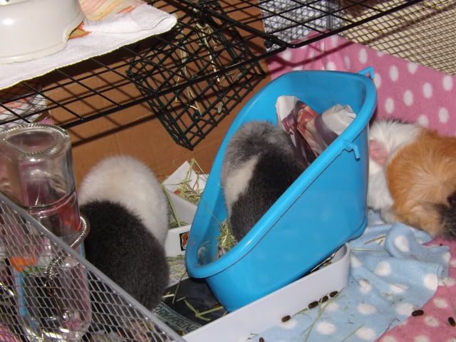 DSCF0062.jpg