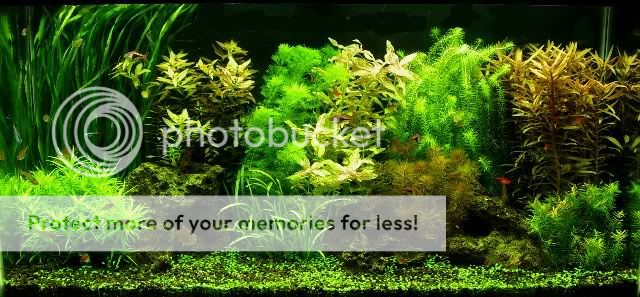 38gal. Dutch/Iwagumi. - Aquascaping - Aquatic Plant Central